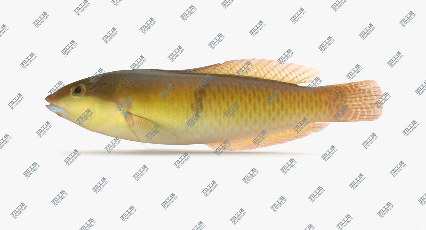 images/goods_img/20210319/Fish Collection 03 3D model/4.jpg